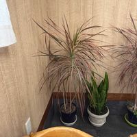 ドラセナ・コンシンネの画像