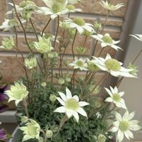 フランネルフラワー,ペチュニア,サンビタリア,フランネルフラワー 天使のウインク,ペチュニア　パープルペイングリーンエッジの画像