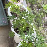ルピナス,鉢植え,地植え,雪国の画像