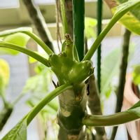 プルメリア,実生,種から,タネ,花のある暮らしの画像