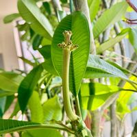 プルメリア,花芽,タネ,花のある暮らし,熱帯植物の画像