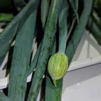 料理してみました!,うまいんだよ!,キッチン,家庭菜園の画像