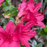 ツツジ,タケノコ,ウド,裏山,里山暮らしの画像