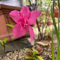 コデマリ,チューリップ,ツツジ,ポピー,ライラックの画像