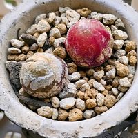 ムシトリスミレ,ブルゲリの画像