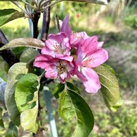 姫りんごの花,家庭菜園の画像