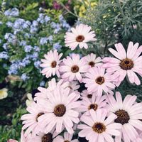 小さな花壇,ガーデニング初心者,小さな庭の画像