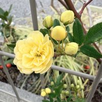 イベリス,イベリス,モッコウバラ,モッコウバラ,黄モッコウバラの画像