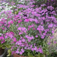 プリムラ マラコイデス,常緑アジサイ 春風のマーチ,バーべナ,ヒメオドリコソウ（姫踊子草）,ヤグルマギク*の画像