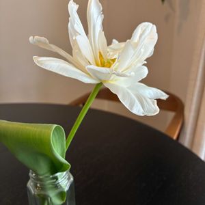 チューリップ,マンション,ベランダの画像