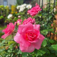 バラ・ミニバラ,バラを楽しむ,咲いてくれてありがとう❤,おうち園芸,小さな庭の画像