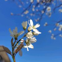 ジューンベリー,ハボタンの花,八重咲きチューリップ　ブルーダイヤモンド,八重咲きチューリップ　ブルーダイヤモンド,植えっぱなしの画像