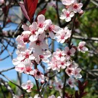 スモモ,八重桜,ハナズオウ（花蘇芳）,ガマズミ・ステリーレ,かわいい花の画像