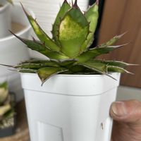 アガベ,ホリダ,アガベ ホリダの画像