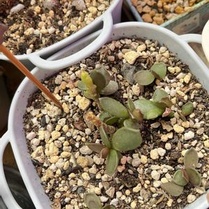 永楽,松虫,手作りリメ鉢リメ缶,GSの繋がりに感謝♡,毎月13日と14日は葉挿しの日の画像