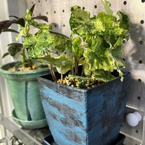 へデラ　ゴールデンセシリア,リメイク鉢,へデラ　ゴールデンセシリエの画像