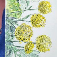 クラスペディアの画像