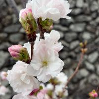 スモモ,初夏の訪れ,阪急電車西向日駅周辺,初夏の爽やかな風,初夏は大好きな季節の画像