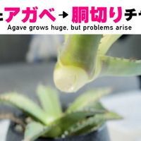 アガベ,YouTube,ベランダの画像