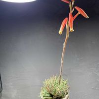 アロエ,帝王錦,アロエ　フミリス　（帝王錦）,開花の画像