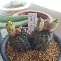 サボテン,ツツジ,マミフェラ,フライレア狐の子,サボテンの花の画像