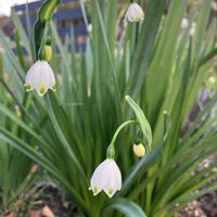 ルピナス,スノー・ドロップの画像