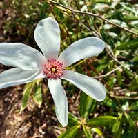 シャクナゲ,シャクナゲ,タムシバ,タムシバ,ツツジの画像