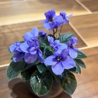 セントポーリア,今日の一枚,今日のお花の画像