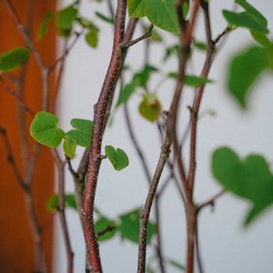 ヒメシャラ,マルバノキ,玄関アプローチ,庭の画像