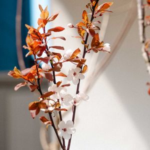 コハウチワカエデ,ベニスモモの画像