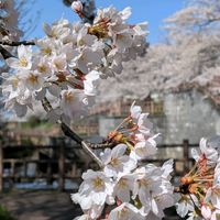 寄せ植え,多肉植物,多肉寄せ植え,ガーデニング,GSのみなさんに感謝♡の画像