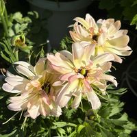 ラナンキュラス,ガーデニング,花のある暮らし,花が好き,ガーデニング大好きの画像