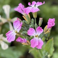 ラディッシュ,ナチュラルガーデン,お庭の花たち,花と暮らす,家庭菜園の画像