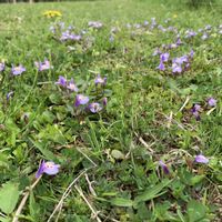 エビネ,ガマズミ,シャガ,ムラサキサギゴケ,ミョウガの画像