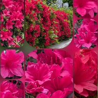 チューリップ,ツツジ,ツツジ,ツツジ,バコパの画像