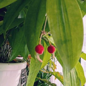 ゴッドセフィアナ,ゴットセフィアナ,可愛い過ぎる,窓辺の画像