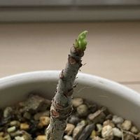 バオバブ,キンギアナム,多肉のお花,バオバブ・アダンソニア・ディギタータ,バオバブ実生の画像