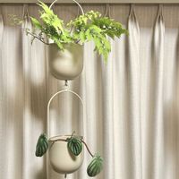 シダ,ペペロミア サンデルシー,スイカぺぺ,リビング・ダイニングの画像