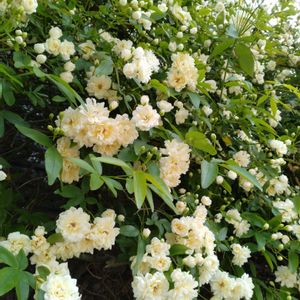 モッコウバラ,白モッコウバラ,おうち園芸,フェンスの画像