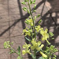 カレックス,ネメシア,パンジー・ビオラ,ラミウム,菜の花の画像