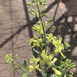 カレックス,ネメシア,パンジー・ビオラ,ラミウム,菜の花の画像