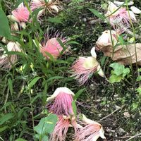 サガリバナの画像