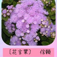 アゲラタム,アゲラタム,スマホ撮影,今を生きる,穏やかな毎日の画像