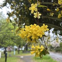 カロライナジャスミン,カロライナ ジャスミン,カロライナ ジャスミン,つる性植物,ゲルセミウム科の画像