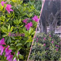 キンモクセイ,ツツジ,ツワブキ,ガーデニング,花のある暮らしの画像