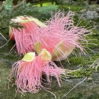 サガリバナの画像