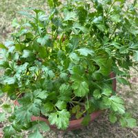 パクチーの画像