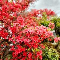ツツジ,ガーデニング,花のある暮らし,今日のお花,仕事先の画像