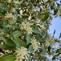 シキミ,シキミ,トラブル,不具合,SOSの画像