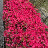 ツツジ,まだまだ初心者,花のある暮らし,緑のある暮らし,今日のお花の画像